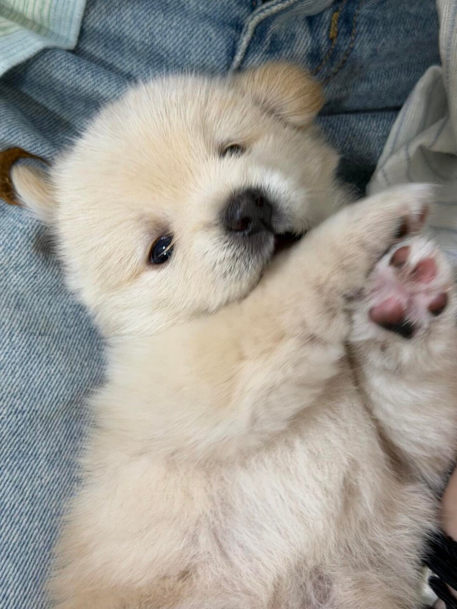 dogssaveworld's tweet photo. belly up and waiting for gentle rubs 🥺 https://t.co/bFypVqgzTS