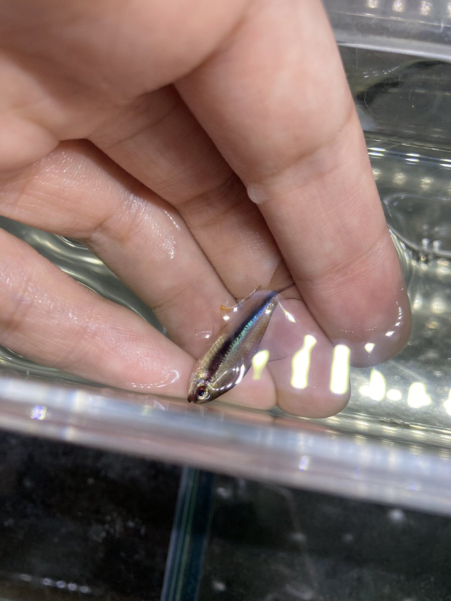 naoya_yajirushi's tweet photo. アクアフェスタ(@AquaFreaks )に持って行く上村CB紹介①

レインボーテトラ

前回大変好評だったと聞いておりますレインボーテトラ、今回も居ます！
着状態が悪い事も多く導入後すぐに☆になってしまうことも少なくない本種ですが、産まれた時から水槽に居るこの子達ならその心配はほぼ不要でしょう https://t.co/QXLy159X0U
