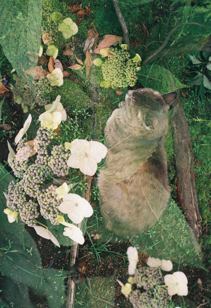 shiro969ma's tweet photo. アジサイ。(。・ω・。)
#filmphotography #KonicaAutoreflexT3 https://t.co/NyOSEd6lkS