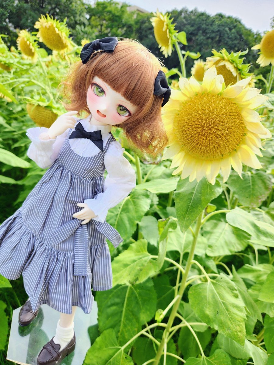 JudgmentTypea's tweet photo. 今回はセミホワちゃんと
一緒です😸  
背の高い白い向日葵が辺り一面の満開で圧巻でした🌻🌻🌻
#EEっ子 https://t.co/UXrg131pbU
