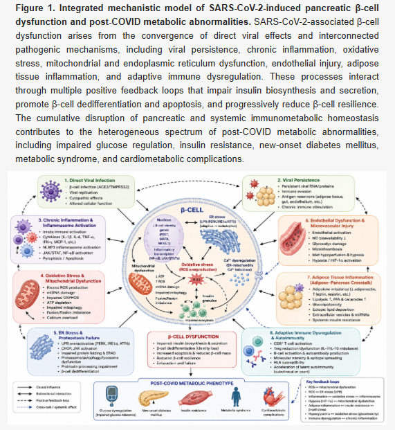 HarrySpoelstra's tweet photo. β-Cell Dysfunction in COVID-19 and Post-COVID Syndrome: Molecular Mechanisms Linking Inflammation, Oxidative Stress, and Insulin Secretion

🚨A further reminder: COVID doesn’t just leave lungs damaged, it can scar your pancreatic β-cells. Inflammation + oxidative stress + mitochondrial hit → higher new-onset diabetes risk that vaccines only partially blunt.

➡️This INTERESTING review examines how SARSCoV2 disrupts pancreatic β-cell function and glucose homeostasis, contributing to post-COVID/LongC0VID metabolic issues.

➡️Key mechanisms include:
- Direct or indirect viral effects,
- Persistent inflammation,
- Oxidative stress,
- Mmitochondrial dysfunction,
- Hypoxia-related signalling,
- Endoplasmic reticulum stress, and
- Immune dysregulation.

➡️These impair:
- Insulin secretion,
- Reduce β-cell resilience/compensation, and
- Promote insulin resistance.

➡️Clinical picture is heterogeneous:
- Transient dysglycaemia/stress hyperglycaemia in some,
- Persistent, impaired glucose tolerance,
- New-onset diabetes (mostly type 2-like), or
- Metabolic syndrome in others.

➡️Risk rises with:
- Acute infection severity( personal note: reinfections cumulative damage!),
- Older age,
- Obesity, and
- Pre-existing metabolic vulnerability.

➡️Epidemiological data (e.g., large cohorts) show:
- Elevated 12-month incidence of incident diabetes and need for glucose-lowering therapy after COVID-19.

➡️No explicit discussion of reinfections?

➡️Vaccination is addressed as a risk modifier: Population studies (including a ~16-million-adult English cohort) show vaccination reduces (but does not eliminate) the excess post-infection risk of new-onset diabetes, primarily by attenuating acute disease severity and the associated inflammatory burden rather than by completely preventing infection.

➡️SARSCoV2 infection has been associated with … "an increased incidence of newly diagnosed diabetes mellitus in individuals without previously recognised metabolic disease,” but authors do not give any specific numerical incidence rates, percentages, absolute numbers (e.g., cases per 1,000), or hazard ratios themselves!

➡️They discuss candidate biomarkers (C-peptide, inflammatory/oxidative markers, etc.), clinical implications for risk stratification/early intervention, and therapeutic angles (lifestyle, metformin/SGLT2i/GLP-1 agonists, and experimental redox/anti-inflammatory approaches).

➡️Reversibility remains an open question!

➡️The authors conclude that post-COVID metabolic dysfunction( LongC0VID) as a multifactorial systems disorder rather than simple direct β-cell destruction in most cases.

‼️So, SARSCoV2 infection leaves a measurable metabolic scar, elevating new-onset diabetes risk through lasting β-cell stress and insulin resistance, and this is not fully erased by recovery from the acute illness.
😡Do I really still need to remind you: #AVOIDSARS2 #AVOIDREINFECTINS
https://t.co/PyHDpmOz7y