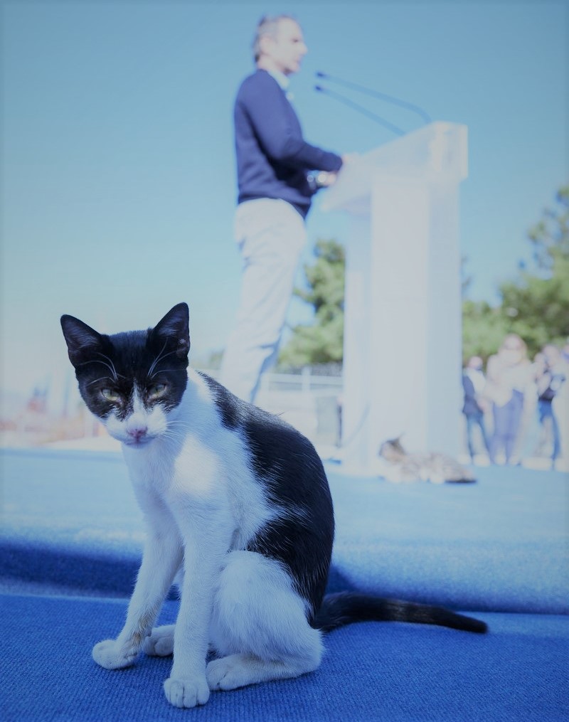 PAvissou's tweet photo. Παγκόσμια Ημέρα Γάτας.. Γιατί η γάτα ξέρει..

#παγκοσμια_ημερα_γατας #Μητσοτάκης #νδ_κλεφτες 
#Παγκόσμια_Ημέρα_Γάτας #νδ_εγκληματική_οργάνωση https://t.co/aqbS3j0ZT9