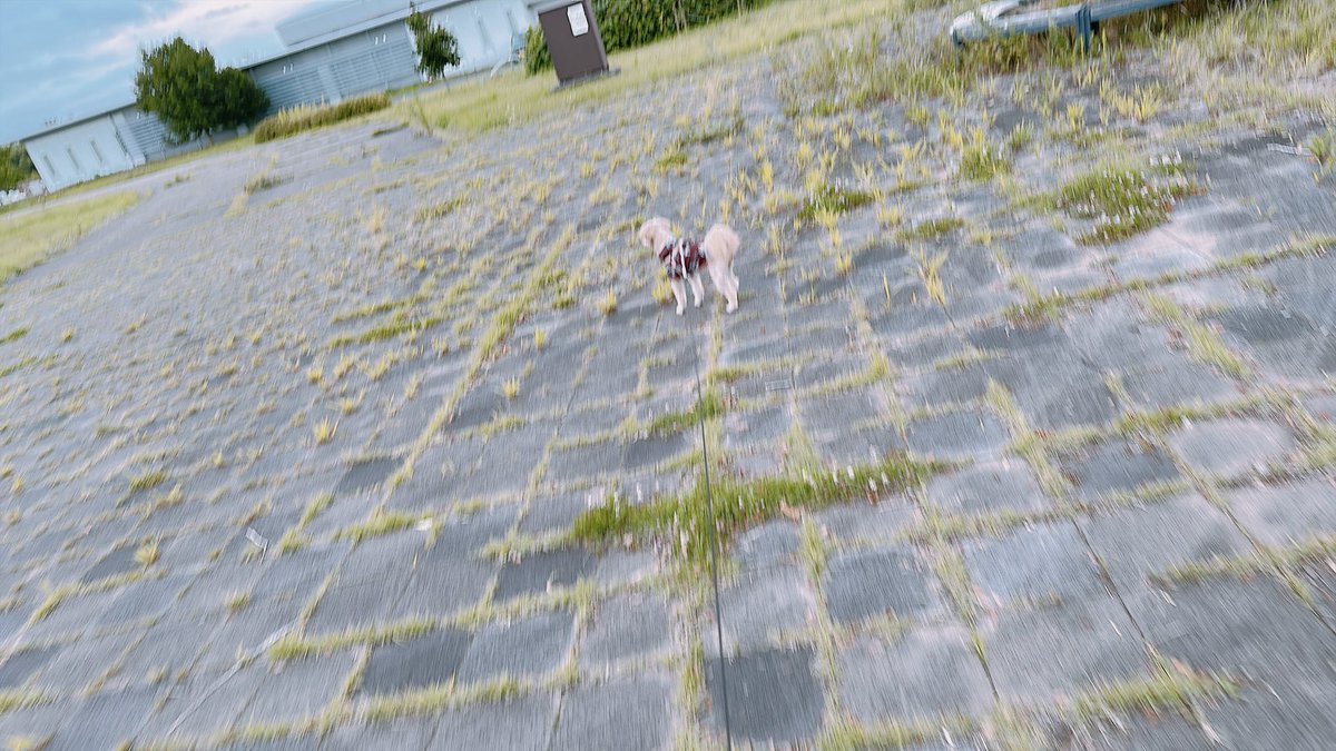rakko_a_ra's tweet photo. お散歩楽しいぬ（遠） https://t.co/y7bwHI4dmn