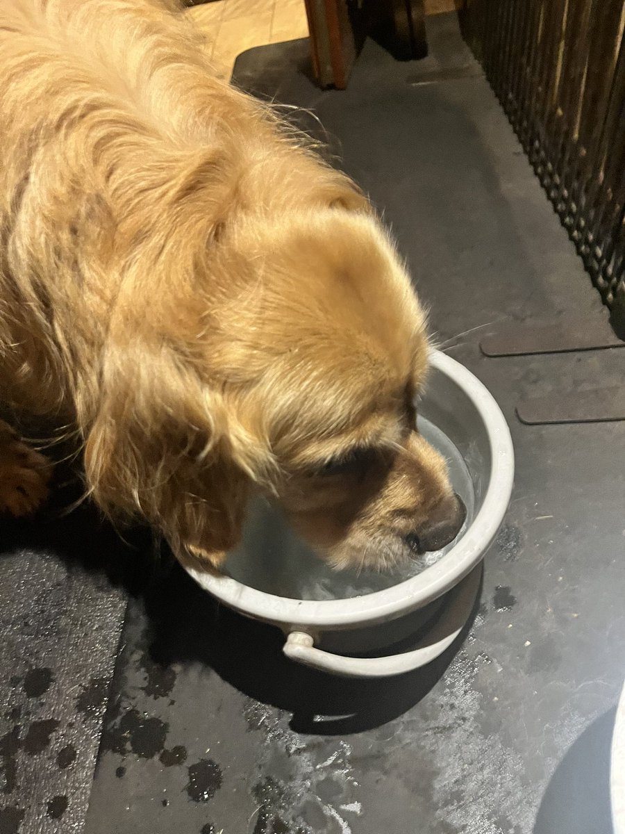 Pinot0810's tweet photo. 大型犬なので、バケツに山の冷水を汲まれ、クマのように大量に飲むピノコ https://t.co/RGhNaUwdAl