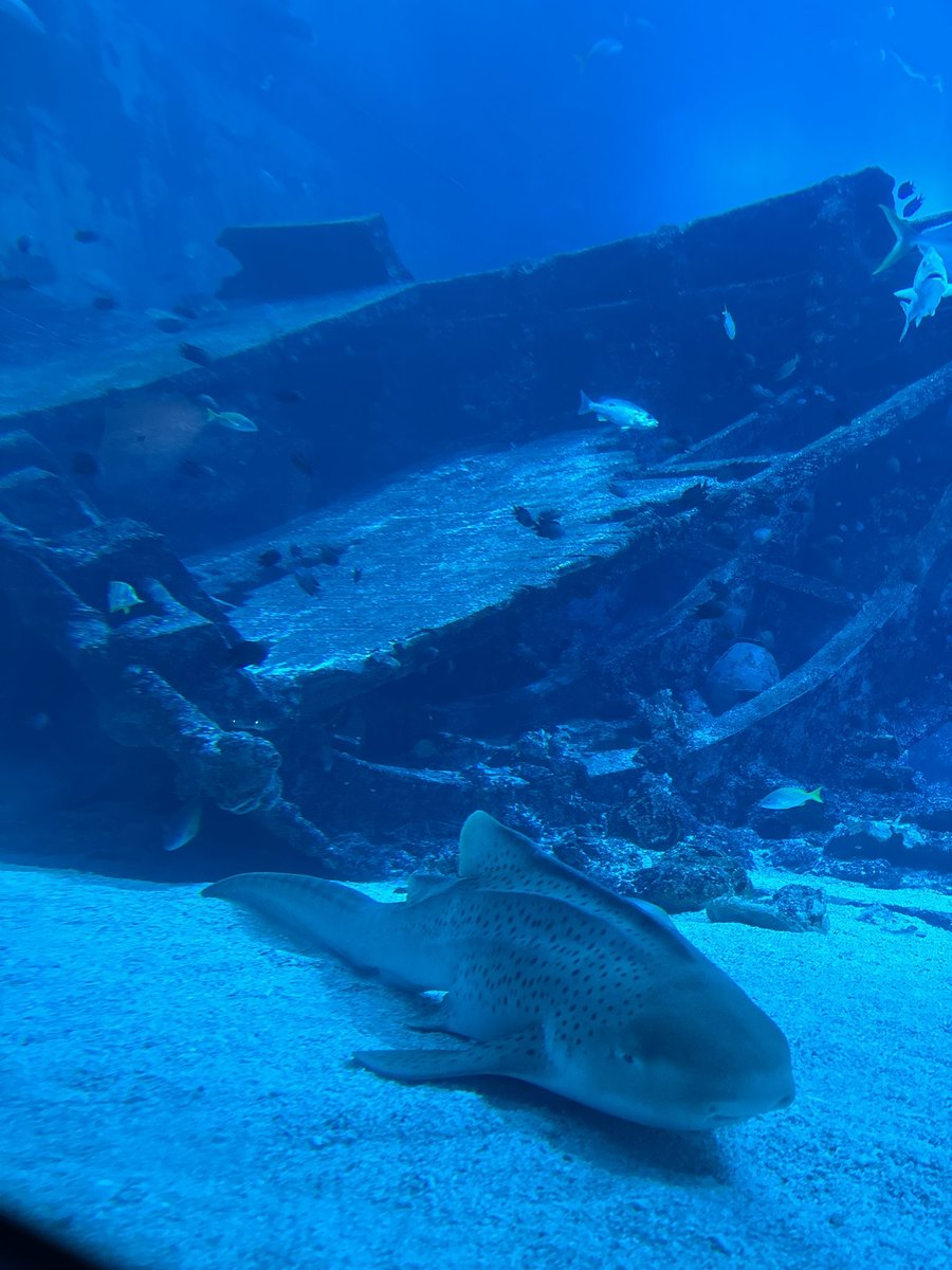 Angel_Shark19's tweet photo. @tan_sui_kabutz 色んなフォルムのサメちゃん達🦈 https://t.co/ni51edAd5y