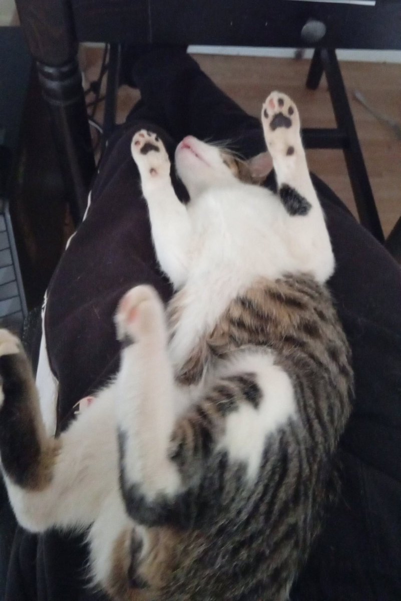 AnemoiasGift's tweet photo. Osäker om Mumin (katten) är död eller sover https://t.co/f2Jzq1smUP