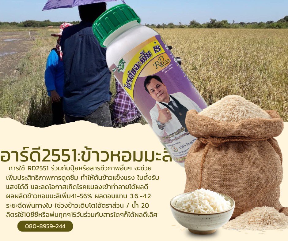 GSukkasem's tweet photo. เกษตรกรรมคือลมหายใจและรากฐานวิถีชีวิตไทย การทำนาข้าวไม่ใช่แค่เพียงอาชีพเพื่อการผลิตอาหาร แต่คือมิติของวิถีชีวิต วัฒนธรรม สังคม และเศรษฐกิจฐานรากที่เชื่อมโยงผู้คนเข้าด้วยกัน ความมั่นคงของชีวิตเกษตรกรจึงเป็นหัวใจสำคัญของการพัฒนาที่ยั่งยืน
ท่ามกลางความท้าทายจากสภาพภูมิอากาศที่เปลี่ยนแปลง ทรัพยากรดินและน้ำที่เสื่อมโทรม รวมถึงต้นทุนการผลิตที่สูงขึ้น นวัตกรรมและเทคโนโลยีข้าว จึงเข้ามามีบทบาทสำคัญในการเป็นตัวช่วยยกระดับคุณภาพชีวิตและผลผลิตของเกษตรกรไทย
บทบาทของนวัตกรรม เช่น RD2551 กับมิติการทำนาข้าวยุคใหม่:
 เสริมสร้างฟื้นฟูโครงสร้างพืชจากภายใน: สารเสริมประสิทธิภาพหรือกรดอะมิโนโปรตีนเข้มข้นอย่าง RD2551 ช่วยกระตุ้นระบบรากให้แข็งแรง แผ่ขยายได้ดี ส่งผลให้ต้นข้าวสามารถดูดซึมสารอาหารในดินได้อย่างมีประสิทธิภาพมากขึ้น
 ลดการใช้สารเคมีและต้นทุน: การใช้นวัตกรรมทางชีวภาพช่วยลดความจำเป็นในการพึ่งพาปุ๋ยเคมีและสารเคมีกำจัดศัตรูพืชในปริมาณมาก ช่วยลดต้นทุนสะสมของเกษตรกร พร้อมทั้งลดความเสี่ยงด้านสุขภาพ
 สร้างความคุ้มกันและความต้านทาน: ช่วยให้ต้นข้าวทนทานต่อสภาวะแวดล้อมที่วิกฤต เช่น ร้อนจัด ดินเค็ม หรือภาวะขาดน้ำชั่วคราว รวมถึงสร้างความแข็งแรงให้รวงข้าว รวงเต็ม เมล็ดเต่ง ไม่ร่วงง่าย
 รักษาสมดุลระบบนิเวศน์ท้องนา: เทคโนโลยีที่เป็นมิตรต่อสิ่งแวดล้อมช่วยฟื้นฟูจุลินทรีย์ในดิน คืนชีวิตให้ธรรมชาติตามวิถีเกษตรปลอดภัย ทำให้คุณภาพดินดีขึ้นในระยะยาว
การผสาน "วิถีชีวิตดั้งเดิม" เข้ากับ "นวัตกรรมและเทคโนโลยี" ไม่เพียงแต่ช่วยเพิ่มปริมาณและคุณภาพผลผลิตข้าวไทยให้แข่งขันได้ในระดับสากล แต่ยังช่วยคืนความมั่นคง มั่งคั่ง และศักดิ์ศรีให้แก่เกษตรกรผู้เป็นกระดูกสันหลังของชาติอย่างแท้จริง