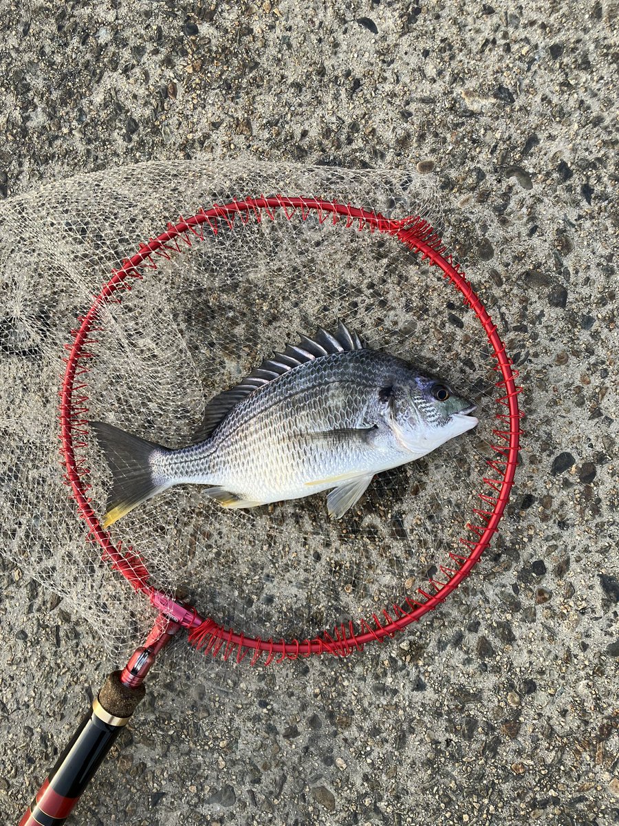 haneendo's tweet photo. 湾奥落とし込み
餌はカニ10匹
フジツボ忘れた為めちゃ早く終わりました😅
結果、チヌ1枚、キビレ３枚
型は小さ目です
あとは、また2週間程病気でダウンしてました
やはり健康が一番ですね💪
あと昨日のモーニングとみそきん店舗見て来ました🤣 https://t.co/AajjztBXAb