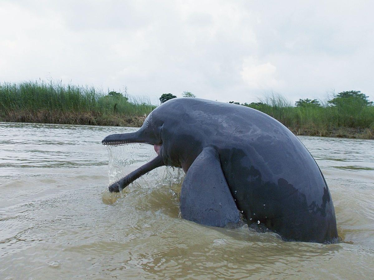 AMAZlNGNATURE's tweet photo. Meet the Ganges river dolphin of India

An endangered species, with around 6,300 individuals remaining. They have very poor eyesight and rely on echolocation to navigate and find food https://t.co/RQAi8q3PvP