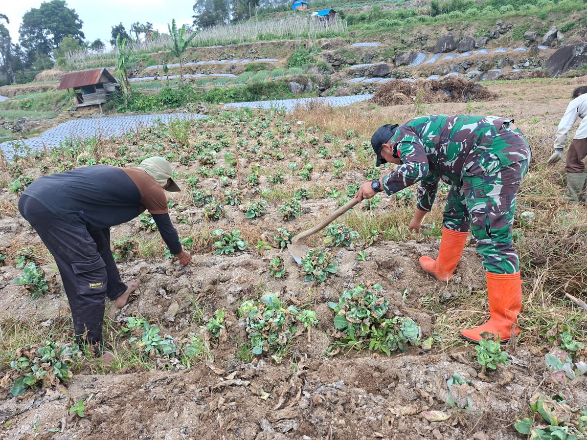 kodim0309's tweet photo. Tingkatkan Perekonomian Warga di Wilayah Binaan, Babinsa Dampingi Petani Merawat Tanaman Sayur Kol. https://t.co/71sBZdeuCn