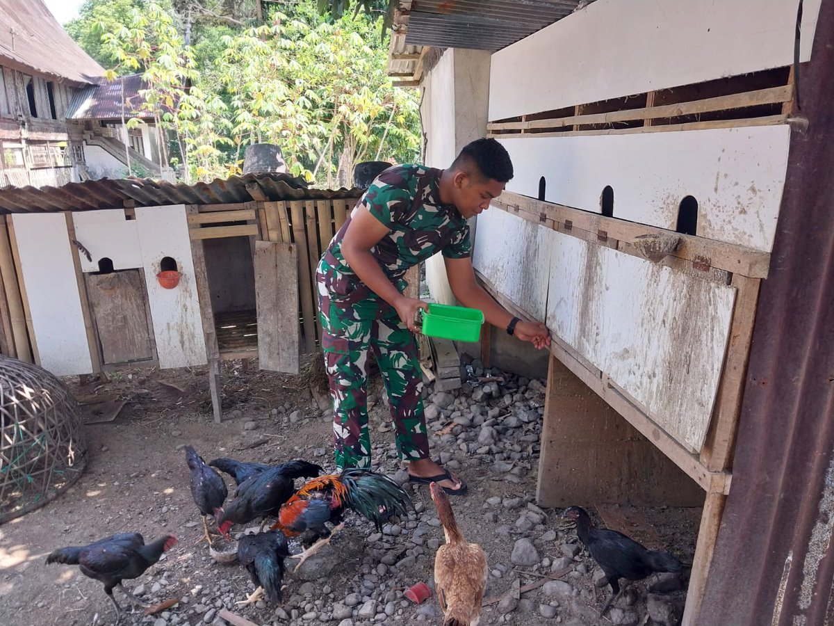 kodim0309's tweet photo. Jadikan Contoh Di Lingkungan Tempat Tinggal, Babinsa Koramil 03/Sungai Pagu Beternak Ayam. https://t.co/9BXMDYjQ7H