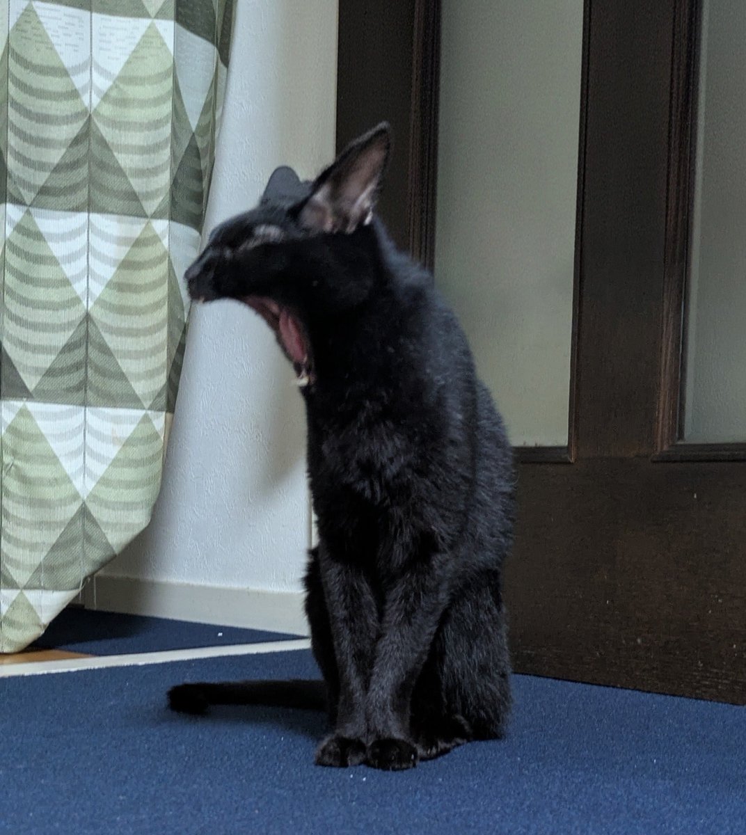 mutuki95's tweet photo. ふぁーあ！

顔小さいのに口大きいな🤣

#猫 #猫の居る暮らし #あくび https://t.co/tZ8tqZWdjh