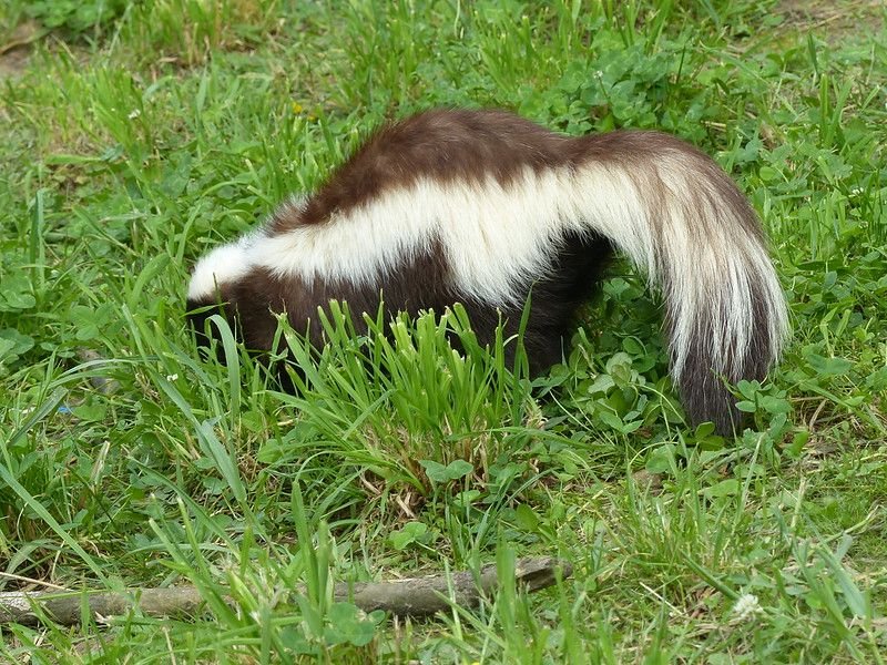 Goshamainsblitz's tweet photo. Missed skunk Saturday and now I don't know if Skunday is gonna catch on with the skuzz https://t.co/WlKpb1qZ0d
