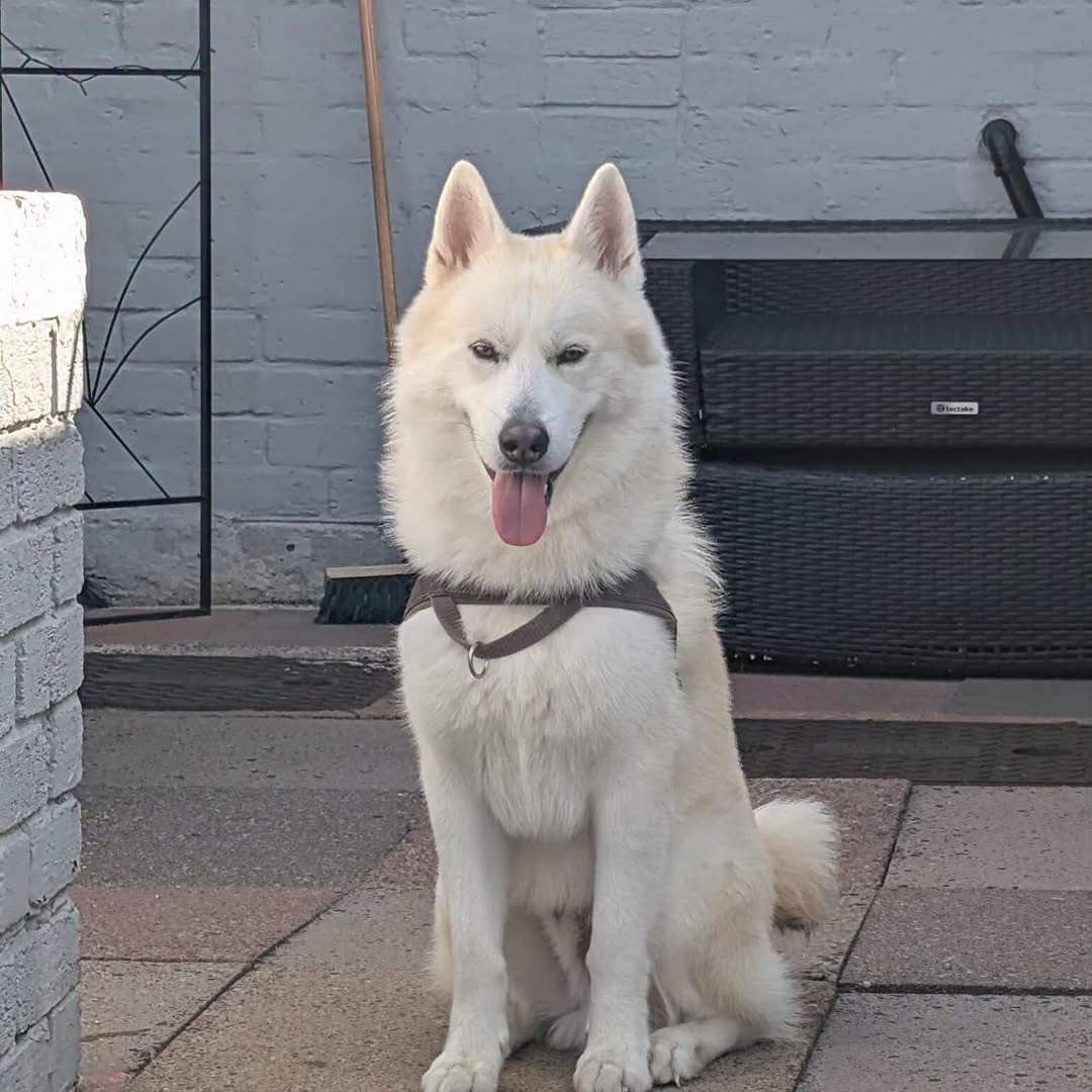 AdoptionsUk's tweet photo. Please retweet to hep raise donations for Ghost #UK 
British Registered Charity✅✅✅
The emergency vets have been updating our team throughout the night and have been running tests. 
Ghost has unfortunately been tested positive for parvo💔💔💔
Please donate even £1 will help here:👇👇👇
https://t.co/UVSctjAMvY
Or via PayPal: ssdr@btinternet.com
Every donation, no matter how small, helps.
Ghost is very very poorly, his stomach has been full of fluid which the vets are having to help drain without sedation as he is just too weak to be sedated.
He will now be staying in the ICU for the next 7 days while they treat him for this terrible illness and we can only pray that he will fight through this. We will give this poor boy EVERY opportunity he needs to get better. 
As you can imagine, veterinary costs for a 7 day stay are going to cost a big chunk of money so anyone who can donate to help us fund treatment would be unbelievably kind. 
You can donate here: https://t.co/UVSctjAMvY
Or via PayPal: ssdr@btinternet.com
Every donation, no matter how small, helps. And if you can't donate, please share Ghost's post and send him all your positive thoughts. 💜🐾 

@SaintsSledDogs  website foster, adopt or donate here 
https://t.co/Fp1Z8locI1

#dogs #adoptdontshop #England #Wales #Scotland #Husky #Huskies 

Ghost has been diagnosed with Parvo. 9 Aug 2026