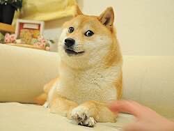 THECHOSENDOGRH's tweet photo. The Choosen one just found his home on robinhood chain #doge https://t.co/jChTZkEiWD