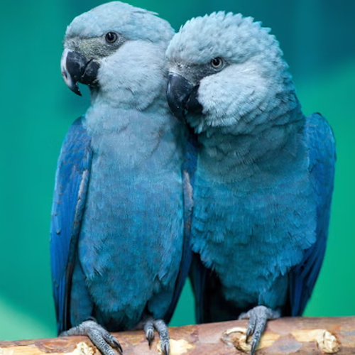 AMAZlNGNATURE's tweet photo. The blue parrot made famous by Rio has returned to the wild

After disappearing from nature for more than 20 years, 20 Spix’s macaws were released back into Brazil in 2022 https://t.co/Njvcyasl7Q