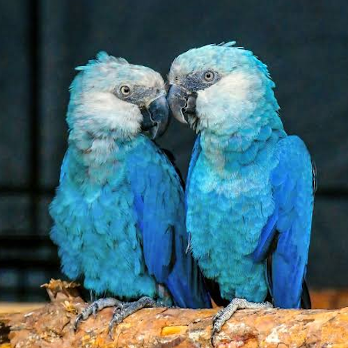 AMAZlNGNATURE's tweet photo. The blue parrot made famous by Rio has returned to the wild

After disappearing from nature for more than 20 years, 20 Spix’s macaws were released back into Brazil in 2022 https://t.co/Njvcyasl7Q