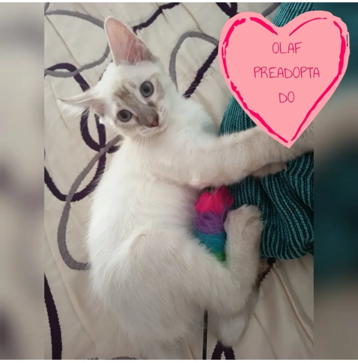 Felinos_Gabias's tweet photo. ♥️🏡 ¡ #OLAF YA ESTÁ EN SU NUEVA ACOGIDA Y FUTURA ADOPCIÓN! 🏡♥️ #granada https://t.co/1BRzHSYwvy