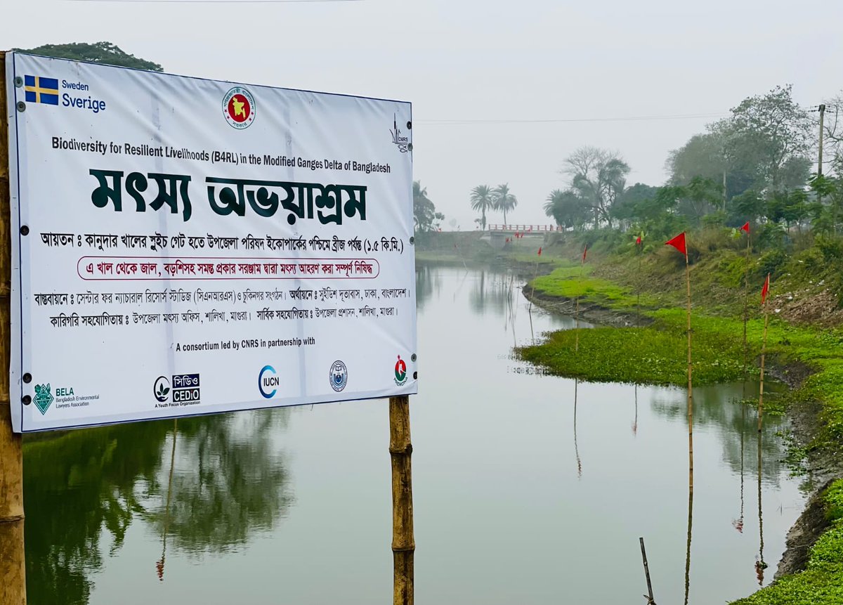 SwedeninBD's tweet photo. Sweden🇸🇪 supported community initiatives in Magura🇧🇩are restoring rivers &amp; wetlands, expanding green spaces, reducing pollution, &amp; empowering women through livelihoods &amp; savings groups. #B4RL, implemented by @ForCnrs, is helping build a climate-resilient future. 

#Biodiversity https://t.co/TpN5AgnH9V