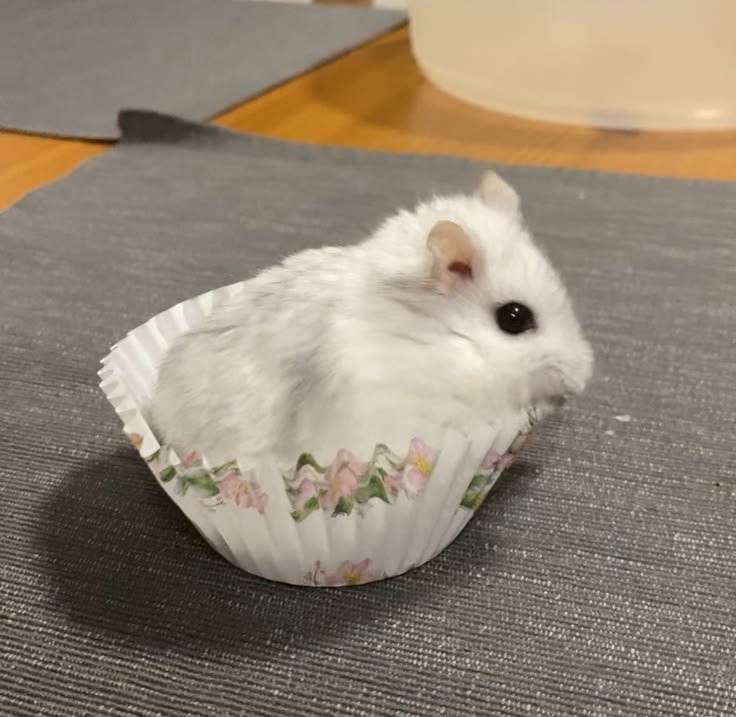 TweetsOfHamster's tweet photo. 😋🧁 https://t.co/ec8T5GsDnm