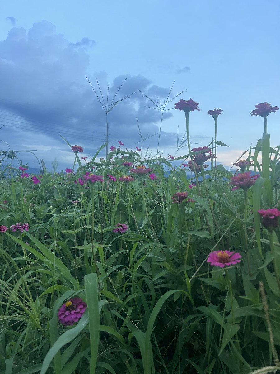 Yotchabareshi's tweet photo. 日が入ったので散歩して来ました😆　ゴロゴロしてると太ってしまう体質なので少しでも‥ 気やすめ‥綺麗な夕焼けは2ヶ月後くらいかなぁ☀️ 少しだけお花ありました♪ 暑いのに頑張っていますねー😊　赤くて綺麗って思ったら葉っぱでした💦　コレは何でしょう⁉️ https://t.co/lRLMju9THz