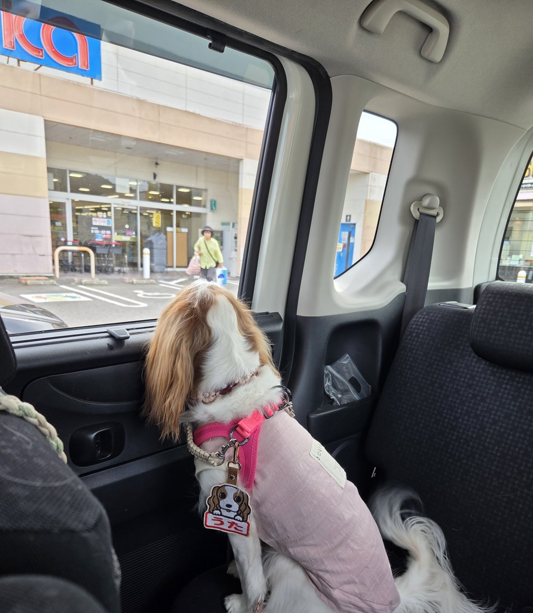 itadakimasu0331's tweet photo. 🐶🐾お墓掃除完了。うたは車からおりたのはトイレの時だけだね💦
夕方の、津田の松原では曇ってきたから散歩楽しんだよ。 https://t.co/Dw87GXLfr2