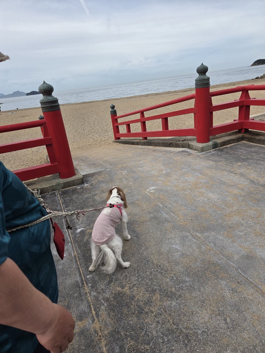 itadakimasu0331's tweet photo. 🐶🐾お墓掃除完了。うたは車からおりたのはトイレの時だけだね💦
夕方の、津田の松原では曇ってきたから散歩楽しんだよ。 https://t.co/Dw87GXLfr2