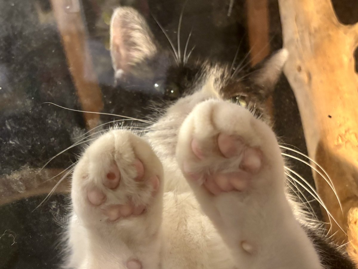muddycat_atami's tweet photo. Muddy Cat開店でーす
#熱海MuddyCat #熱海 #BAR #猫 https://t.co/FutUMhvH0A