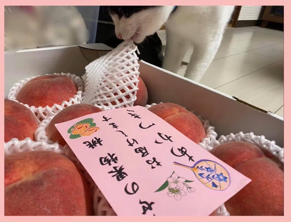 Ie0830's tweet photo. 今日も一日お疲れさまでした💕

【あかつき】🍑
甘〜い美味しい桃(^_^*)/✨✨

桃を送ったら☆親戚から写真が送られてきました🐈🐈➰🍑
保護猫さんは☆桃のノバキャップに興味津々の様です✨ https://t.co/n7BkCUCzC7