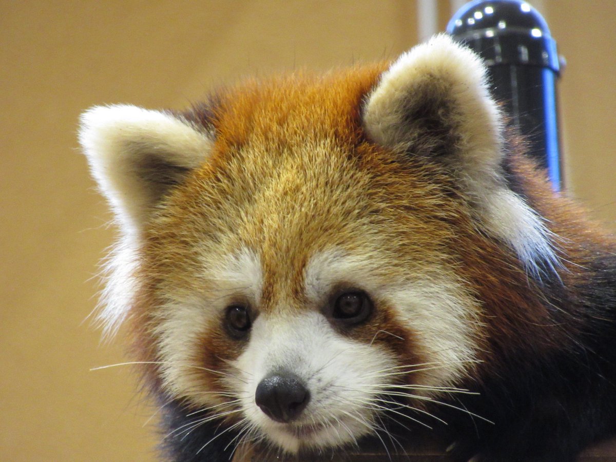 Taku2w's tweet photo. 日本平動物園行ってまいりました。
守守・ななこ・ニコ
話しかけてくれる方々、いつもいつも感謝です😢
#日本平動物園 https://t.co/exspu8ap8j