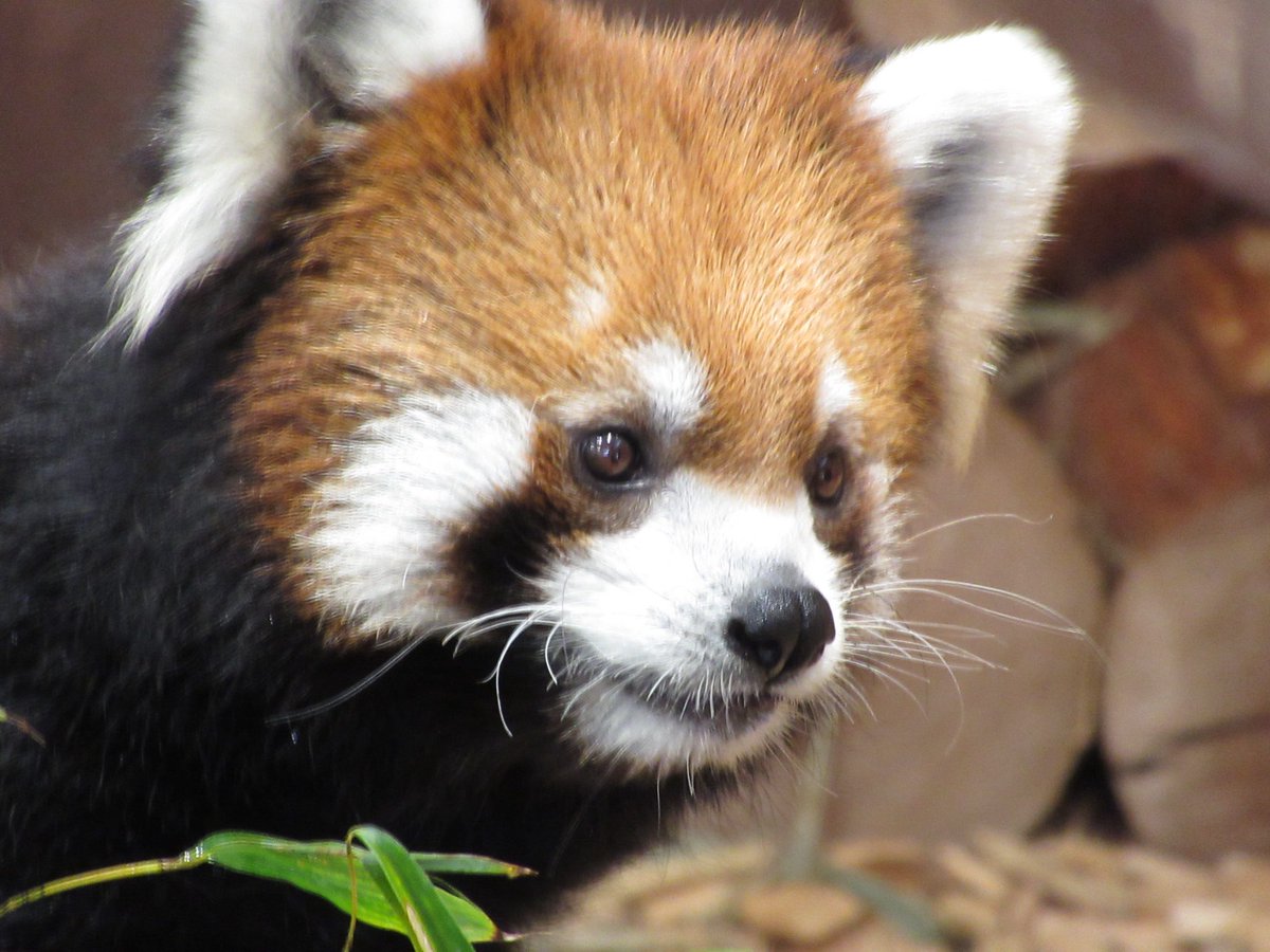 Taku2w's tweet photo. 日本平動物園行ってまいりました。
守守・ななこ・ニコ
話しかけてくれる方々、いつもいつも感謝です😢
#日本平動物園 https://t.co/exspu8ap8j