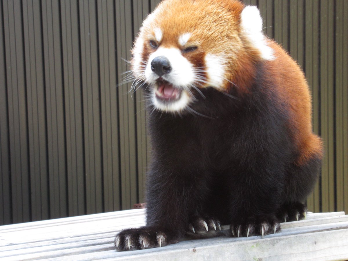 Taku2w's tweet photo. 日本平動物園行ってまいりました。
守守・ななこ・ニコ
話しかけてくれる方々、いつもいつも感謝です😢
#日本平動物園 https://t.co/exspu8ap8j