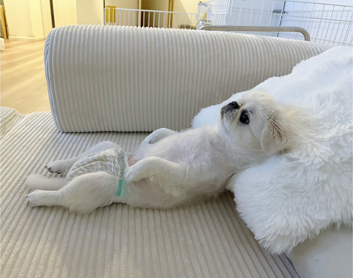 udon_okayu_log's tweet photo. VIVANTリアタイしてる犬、初めて見た。 https://t.co/MGE2f4rTm2