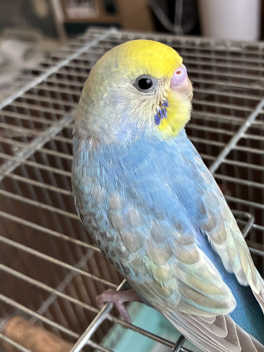 ꒰ঌラム໒꒱ ページ Post by ラム on X: からの🍈