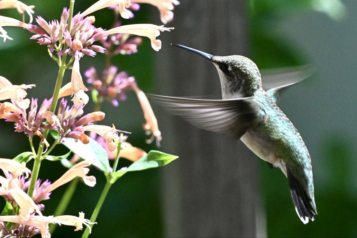 ell_enR's tweet photo. Ruby-throated hummingbird
Northern NJ
8/8/26
#hummingbird #hummingbirds #hummingbirdlove #Rubythroatedhummingbird #birdphotos #birdphotography #Naturelove #naturephotos #NaturesBeauty #naturelover #NaturePhoto #birding #birdlove #backyardbirdwatching #birds #BirdsSeenIn2026 https://t.co/PPVOgQqu7K