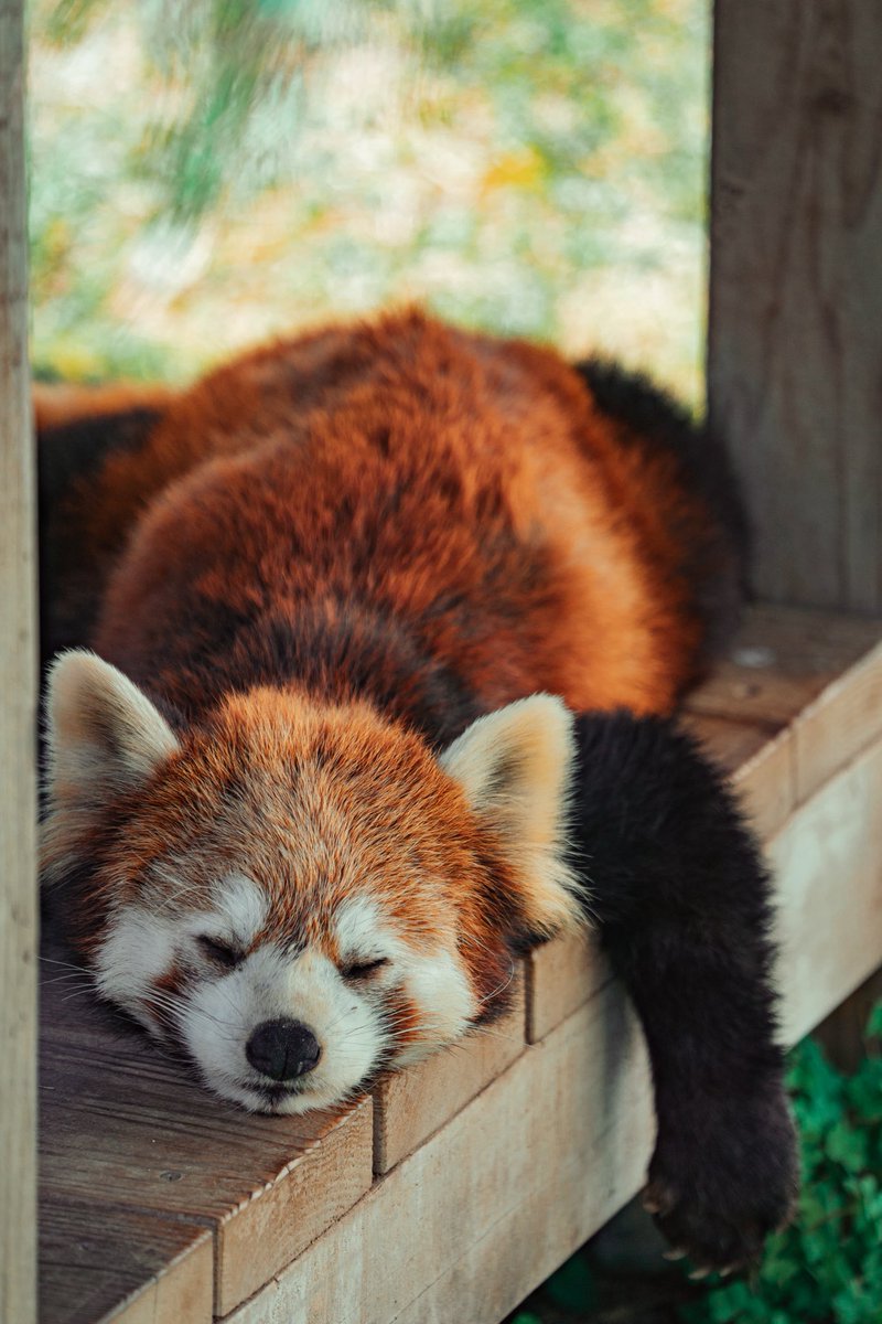 hiro_c_w_b's tweet photo. 眠タロス😪
#レッサーパンダ #redpanda #鯖江市西山動物園 #かのこ https://t.co/qXlq8hcrVY