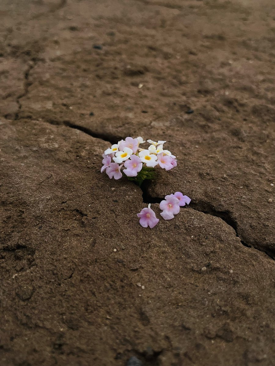 f996xx's tweet photo. سبحان الله 
الحمدلله 
استغفرالله 
🌴🌱🌴🌱. https://t.co/LRsQObcYk6
