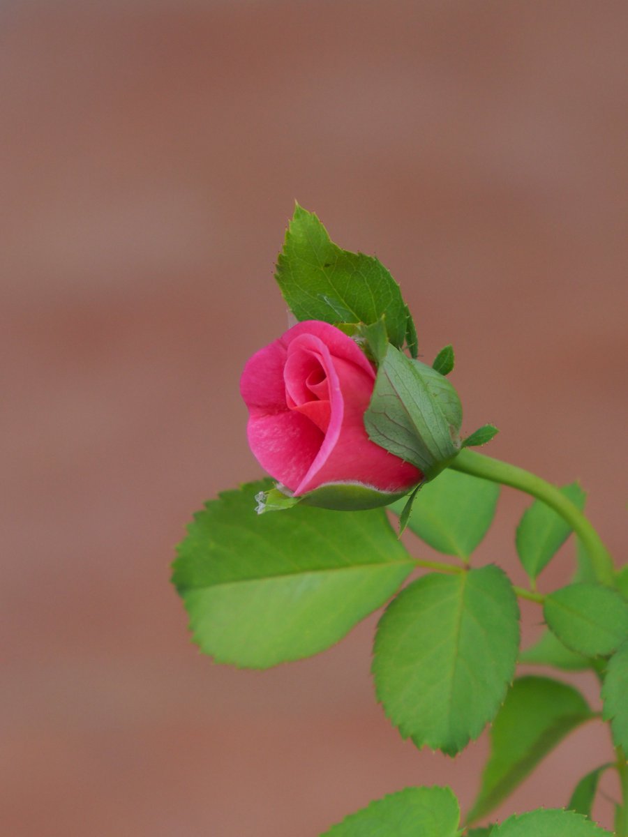 ちぃ　引っ越し片付け中薔薇1苗 ちぃ 引っ越し片付け中薔薇2苗 ちぃ 引っ越し片付け中薔薇2苗 ちぃ