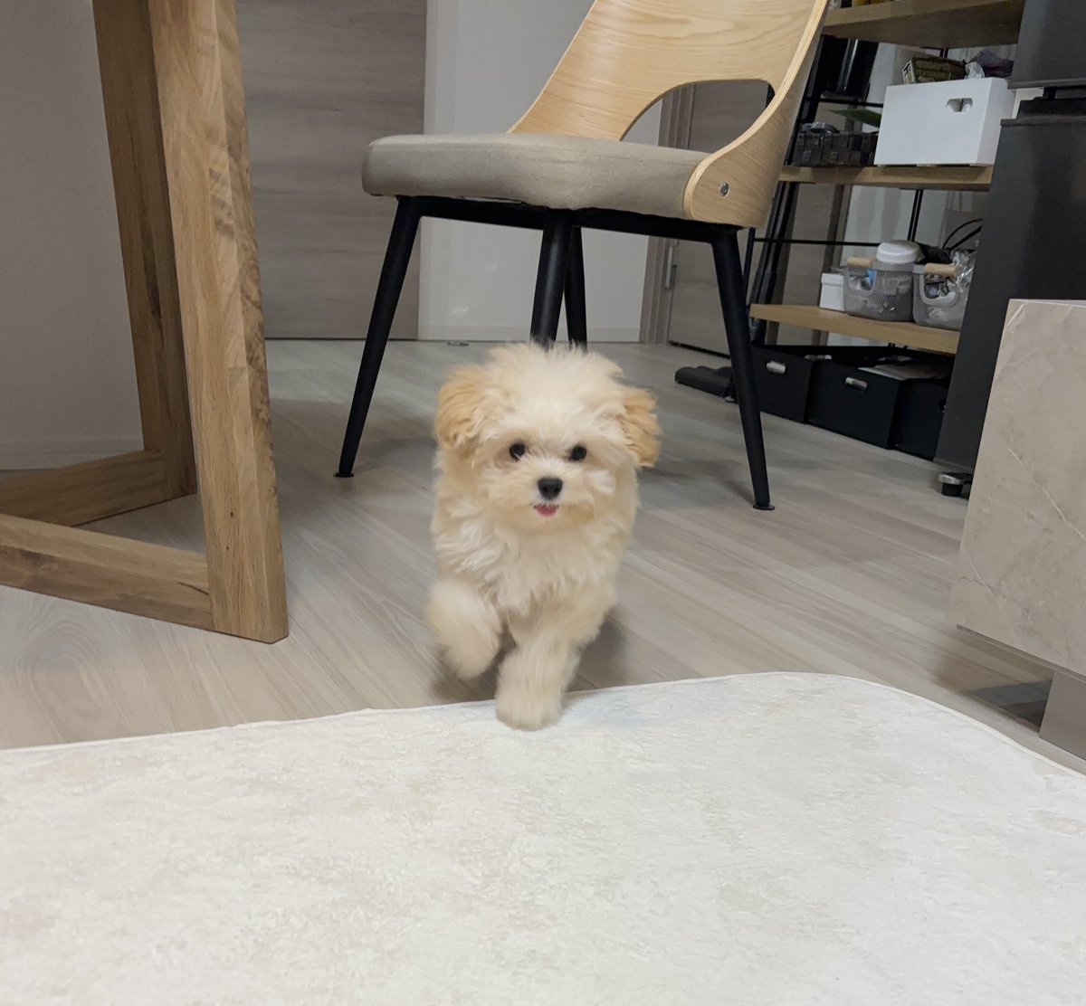 potato_maltipoo's tweet photo. 子犬に襲われたい人向け４コマ https://t.co/UPzjC2F7iz