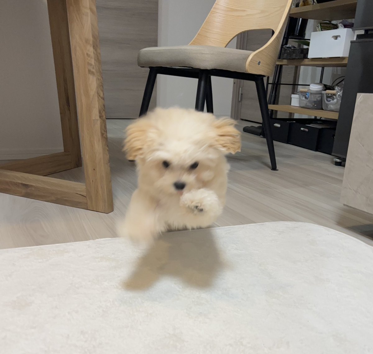 potato_maltipoo's tweet photo. 子犬に襲われたい人向け４コマ https://t.co/UPzjC2F7iz