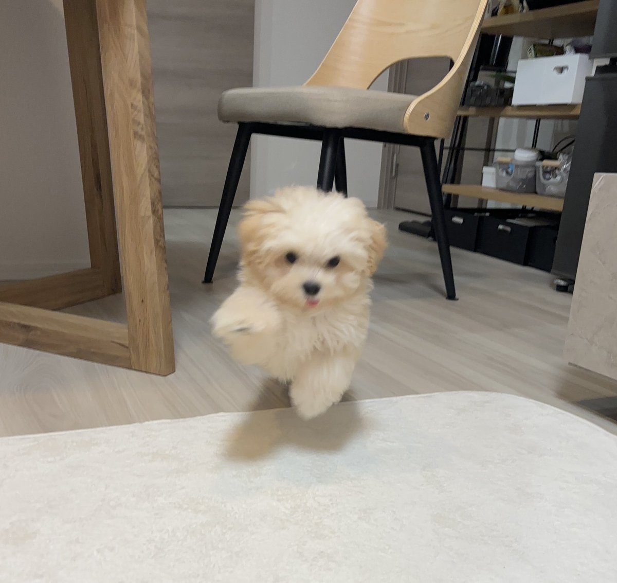 potato_maltipoo's tweet photo. 子犬に襲われたい人向け４コマ https://t.co/UPzjC2F7iz