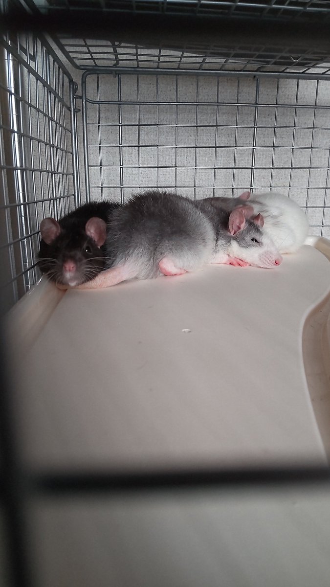 kujo_rat's tweet photo. @rat_nagi2B8tKI6 有識者ではないのですが😅
家にいた🐭3匹女の子は同日に2匹は同じお店で１匹は違うお店でお迎えして同居出来ました
月齢はほぼ同じぐらい
子ねずみどうしなのもあってか顔合わせ1日で同居しておりました
個体差もあると思いますが
１枚目が初日2〜3枚目2、3ヶ月後です
参考になれば幸いです( ´∀｀) https://t.co/WzK4dWxSk1