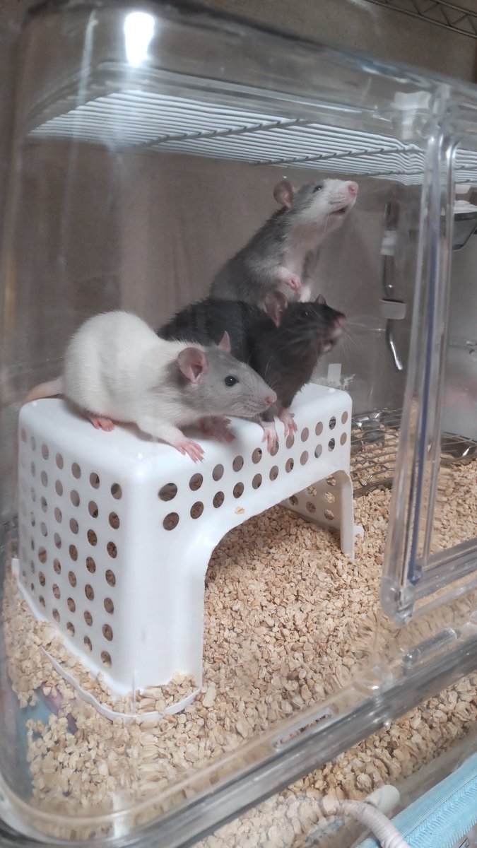 kujo_rat's tweet photo. @rat_nagi2B8tKI6 有識者ではないのですが😅
家にいた🐭3匹女の子は同日に2匹は同じお店で１匹は違うお店でお迎えして同居出来ました
月齢はほぼ同じぐらい
子ねずみどうしなのもあってか顔合わせ1日で同居しておりました
個体差もあると思いますが
１枚目が初日2〜3枚目2、3ヶ月後です
参考になれば幸いです( ´∀｀) https://t.co/WzK4dWxSk1