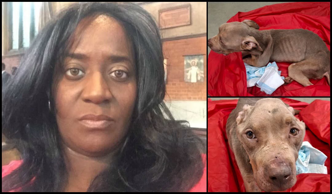 AdoptionsUk's tweet photo. Please retweet ...ANIMAL CRUELTY CONVICTION: EBONY HOYTE‑GRIFFITHS, 51, THORNTON HEATH, #CROYDON #UK  – 
STARVED DOG SKYLAR TO SKELETON BEFORE SHE COLLAPSED AND DIED  AVOIDS JAIL ‼️‼️‼️
Hoyte-Griffiths, who also goes by Ebony Griffiths, was convicted after her dog, Skylar, was found collapsed, skeletal, dehydrated and beyond saving following months of starvation and untreated illness.Skylar, a four‑year‑old Staffy, had a body condition score of one out of nine. She was too weak to stand, her muscles wasted away, and her pressure sores were infected. EBONY HOYTE‑GRIFFITHS,
Despite emergency treatment, she deteriorated overnight and was euthanised the next day.
Hoyte‑Griffiths denied wrongdoing and offered no explanation for Skylar’s prolonged suffering. 
She claimed Skylar had been eating normally until the previous night — a claim completely contradicted by veterinary evidence showing three to six months of neglect.
She also failed to return for follow‑up treatment despite being eligible for PDSA‑funded care.
Hoyte‑Griffiths was found guilty at #Croydon Magistrates’ Court on 24 July 2026.
 Sentence— 12‑month community order— 200 hours unpaid work— £614 costs— 10‑year ban on keeping dogs
SKYLAR DESERVED BETTER
Starved. Weak. In pain. Left to deteriorate behind closed doors. No explanation. No remorse. Skylar’s story is a stark reminder of the appalling cruelty helpless animals can face — and it must not be forgotten.
Details and credit to...
https://t.co/pIkE4BdVWm

#EBONYHOYTEGRIFFITHS #EbonyGriffiths #dogs  #London  @AlistairCarns @domdyer70 @APDAWG1 @BritishVets 

Ebony Griffith, starved her dog to death, AVOIDS JAIL
August 2026 #UK