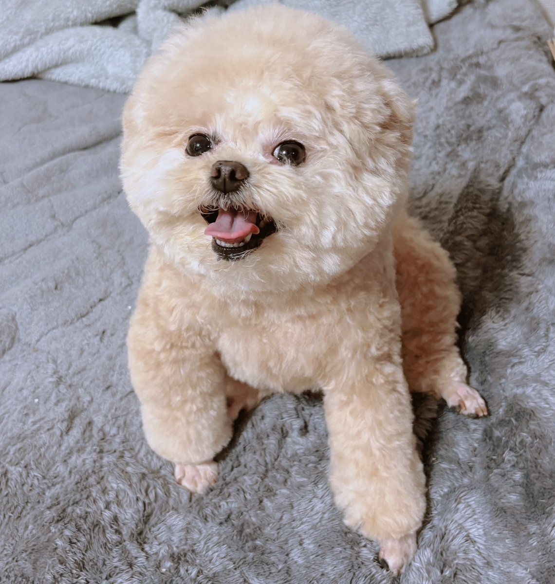Fuwancho319's tweet photo. トリミングでさっぱりしたよ〜🧸

#ポメプー https://t.co/kJzSQOKgjY