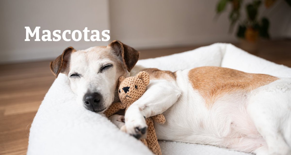 Occidentmarquez's tweet photo. ¿🐕Sabías que con nuestro seguro Mascotas puedes realizar videoconsultas con un veterinario? Recibe orientación profesional sobre síntomas, posibles afecciones y cuidados preventivos para tu mascota.

¡Contacta conmigo y te informaré! ➡️... https://t.co/gW8ptDtf1b