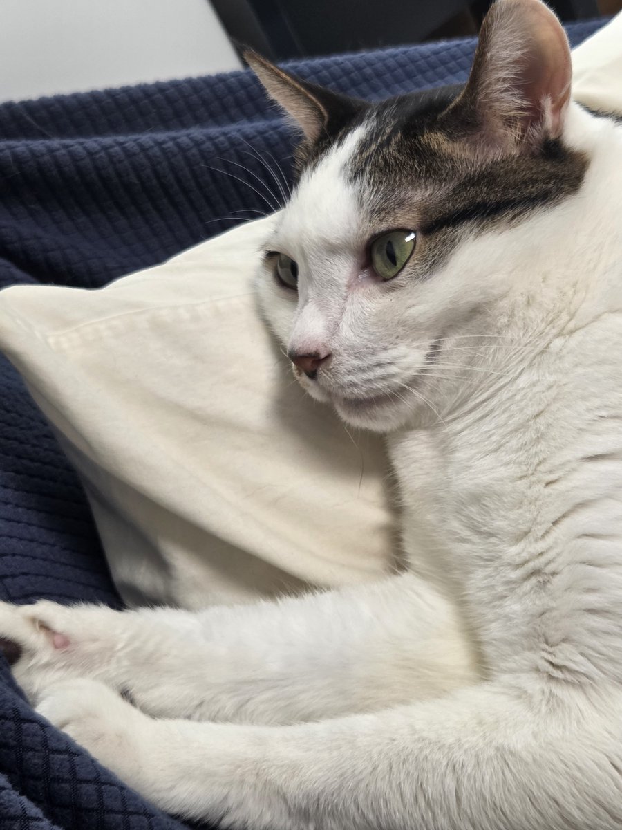 Noha1109's tweet photo. 웃기는 고양이
그리고 알바 끝 https://t.co/U2WgHWNkH8
