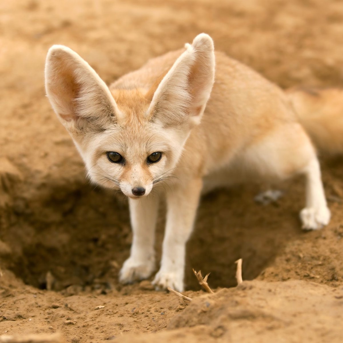 AMAZlNGNATURE's tweet photo. The fennec fox is the smallest fox in the world

Its giant ears help it hear prey beneath the sand and release heat in the desert https://t.co/oPCNqHEFd8