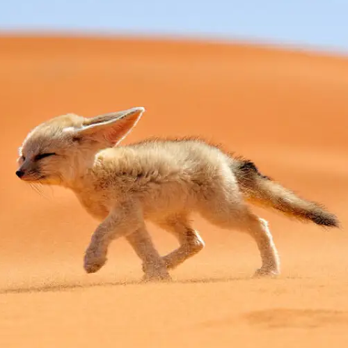 AMAZlNGNATURE's tweet photo. The fennec fox is the smallest fox in the world

Its giant ears help it hear prey beneath the sand and release heat in the desert https://t.co/oPCNqHEFd8