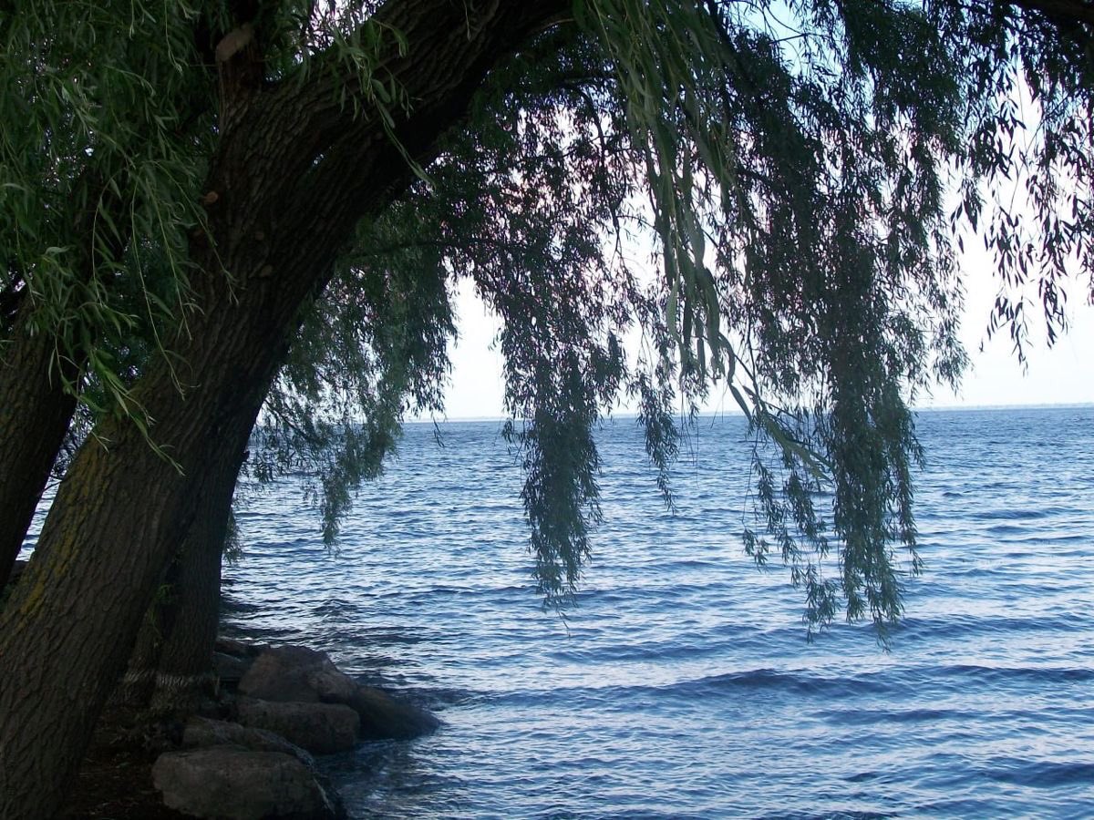 nerdyverz's tweet photo. the connection of trees &amp; water is fascinating https://t.co/l6N8KeOnYc
